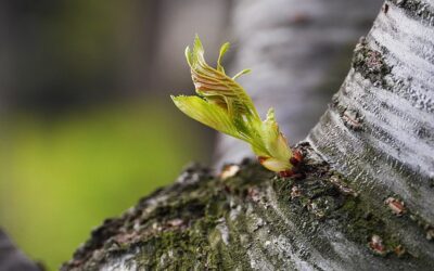 Como sua mente tenta te proteger — e às vezes te aprisiona